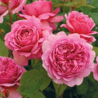 Auswine syn Chianti by David Austin